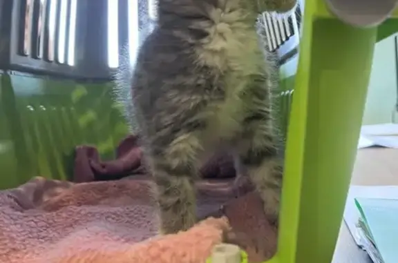 Найденные животные Кузнецовское, фото: Найдена кошка, Кузнецовское СП, Марий Эл