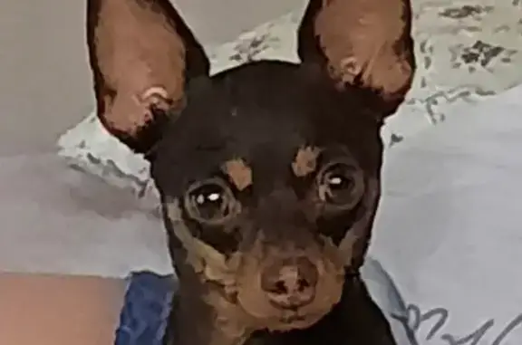 Собаки потеряшки, Таганрог, фото: Потеряшка собака, Трудовых Резервов, 2, Таганрог