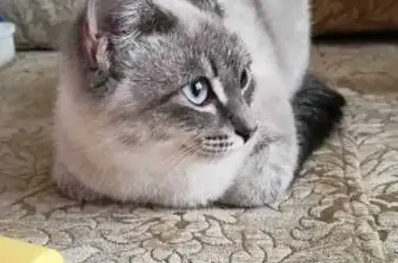 Найдена кошка, Лангепас, фото: Кошка найдена: ул. Мира, 12, Лангепас