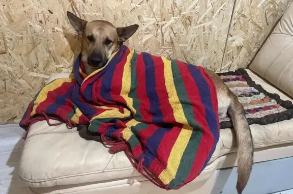 Собаки потеряшки, Разбитый Котёл, фото: Потеряшка собака, Крутой переулок, 3