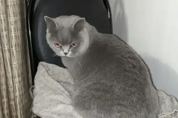 Найденные животные Пенза, фото: Найдена кошка у дома на Ладожской, 113