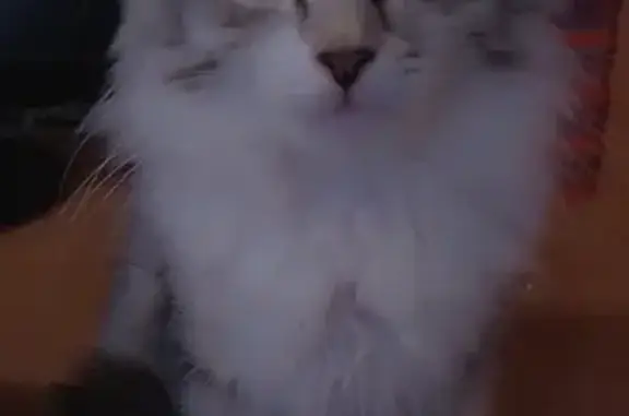 Кошки потеряшки, , фото: Потеряшка кошка, Луговая ул. 25, Зеленодольск