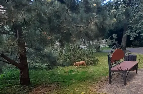 Найдена собака, Светлогорск, фото: Собака найдена: Светлогорск, ул. Ленина, 32