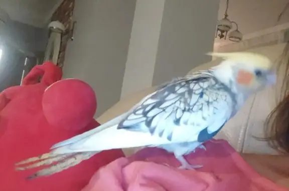 Потерянные животные Калининградская область, фото: Пропал попугайчик Чика, ул. Катина, Калининград