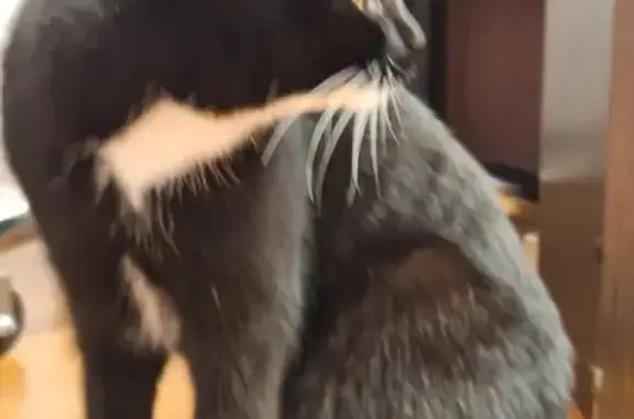 Найденные животные Металлплощадка, фото: Найдена кошка, Парковая ул., 19А