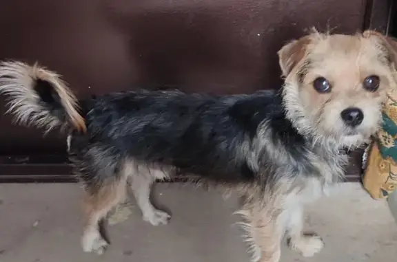 Найдена собака, , фото: Найдена собака на ул. Грибоедова, 73