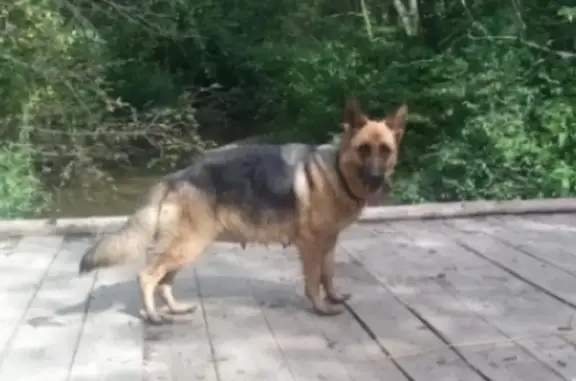 Собаки потеряшки, Емельяново, фото: Потеряшка овчарка с щенком, Емельяново, Емельяновская