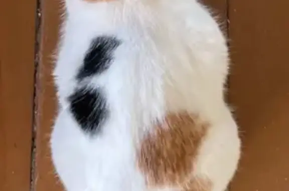 Кошки потеряшки, Красноярское, фото: Потеряшка кошка, СНТ Радуга-1, Центральная ул.