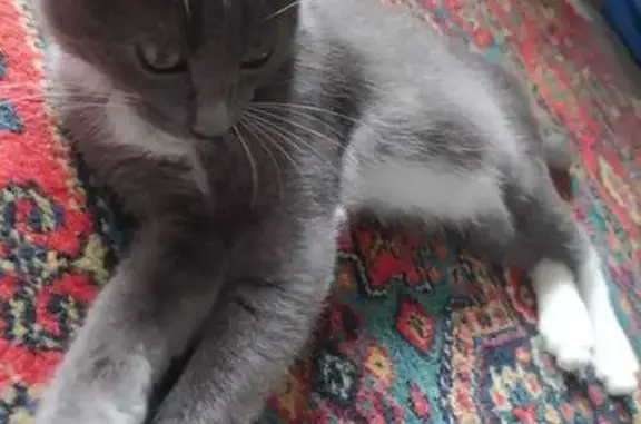 Кошки потеряшки, Тамбов, фото: Потеряшка кошка, Колхозная ул., Тамбов