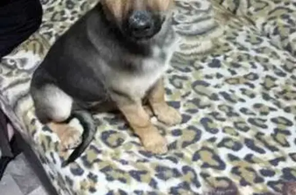 Найдена собака, , фото: Найдена собака, Телецкая улица, 10