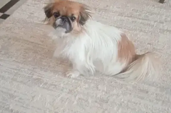 Найдена собака, Рязань, фото: Найдена собака у Пятёрочки, ул. Бирюзова, 22