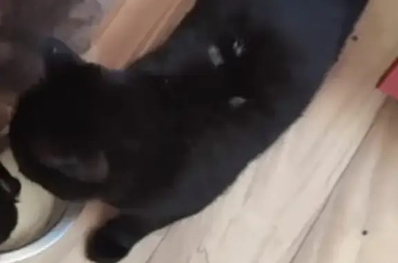 Объявления о пропавших и найденных животных, Нягань, фото: Пропала кошка, Камчатская ул., 19, Нягань