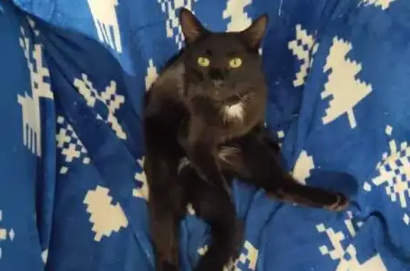 Объявления о пропавших и найденных животных, Знаменский, фото: Пропала кошка, Знаменский, 88Н-07004