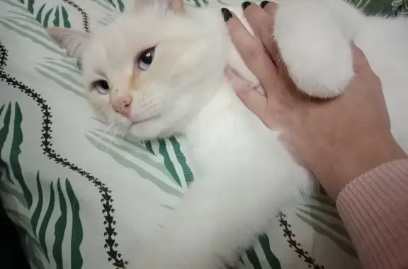 Найдена кошка, Советская ул. 46, Голицыно