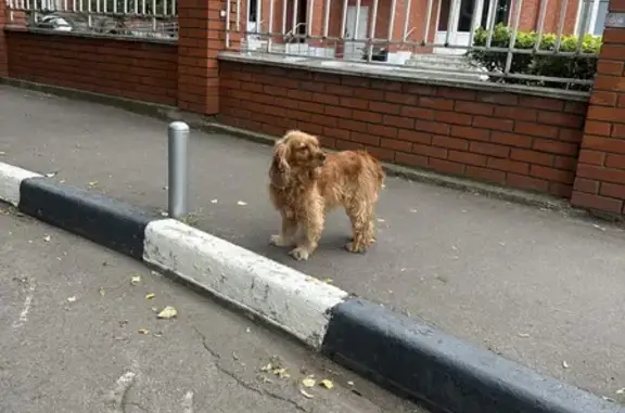 Найдена рыжая собака, 19Б, Совхоз им. Ленина