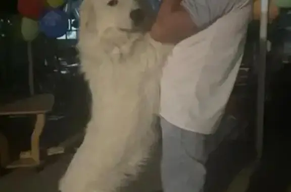 Собаки потеряшки, Усатова Балка, фото: Потеряшка собака, ул. Чехова, 17, Анапа