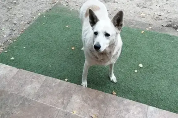 Найдена собака в СНТ Маяк-3, Павлово-Посадский