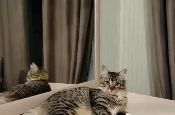 Кошки потеряшки, Ижевск, фото: Потеряшка кошка, Удмуртская 195, Ижевск