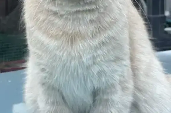 Кошки потеряшки, Ростов-на-Дону, фото: Потеряшка кошка, Темерницкая 47, Ростов-на-Дону