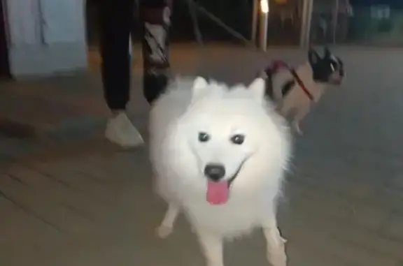 Найденные животные Волгоград, фото: Найдена собака, Грушевская ул., 3, Волгоград