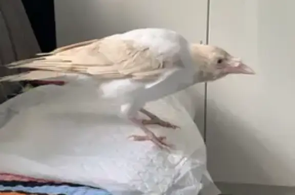 Потерянные животные Иваново, фото: Пропала белая птица, Семеновского 10, Иваново