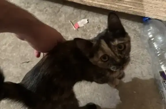 Кошки потеряшки, Пенза, фото: Потеряшка кошка, Тамбовская ул., Пенза