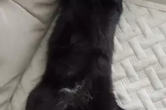 Объявления о пропавших и найденных животных, Плодопитомник, фото: Пропал кот Шедди, Советская ул., Плодопитомник