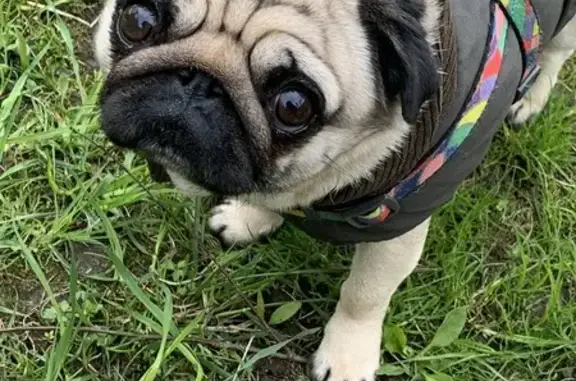 Собаки потеряшки, Санкт-Петербург, фото: Потеряшка собака, Петергофское шоссе, СПб