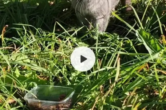 Найдена кошка, Березовка, фото: Найдена кошка, Новая улица, 3, Берёзовка