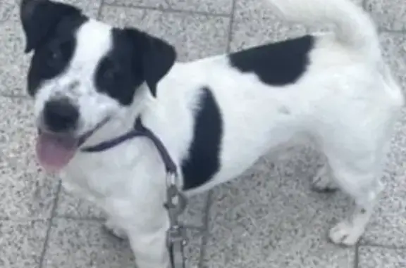 Собаки потеряшки, , фото: Потеряшка собака, Лайк, бульвар Ивана Франко, 4