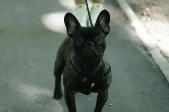 Собаки потеряшки, , фото: Потеряшка собака, Рабочая ул., Октябрьское