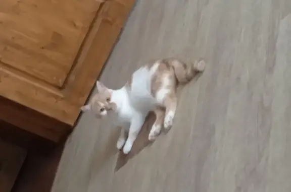 Потерянные животные Тверь, фото: Пропал кот Антоша, 3-я Пролетарская, 1, Тверь