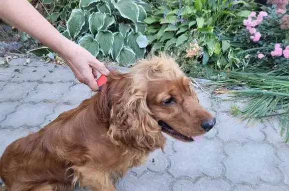 Найдена собака, Курск, фото: Найден рыжий спаниель, Усадебная 37, Курск