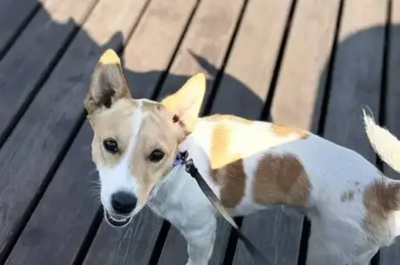 Собаки потеряшки, Дресвищи, фото: Потеряшка собака, Школьная ул., Дресвищи