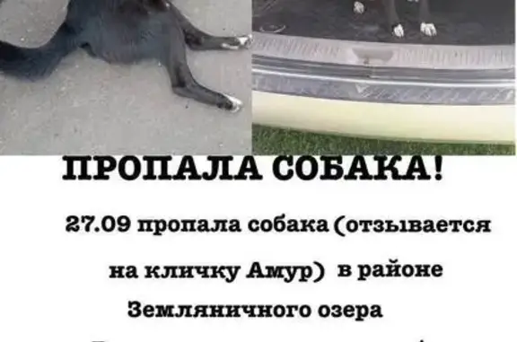 Собаки потеряшки, , фото: Потеряшка собака, ул. Таганцева, 11, Пенза