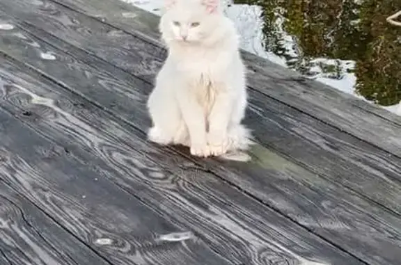 Кошка найдена в Урюш-Битуллинском сельсовете