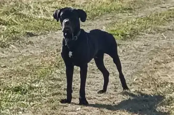 Найдена собака, , фото: Собака найдена на Уральской улице, Ишеево