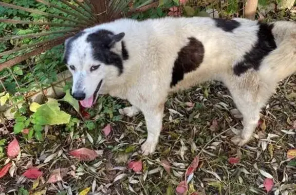 Найдена собака, , фото: Найден пёсик в Московской области