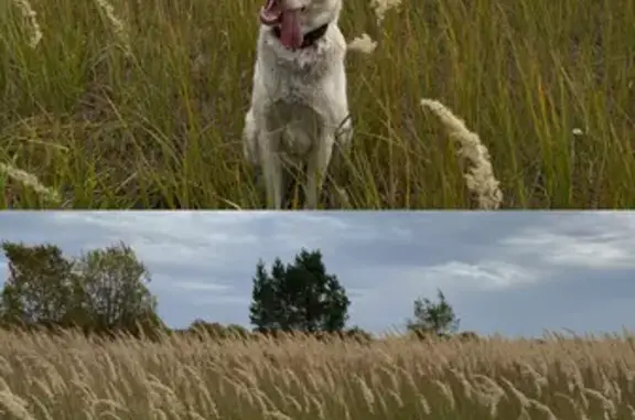Собаки потеряшки, Николаевка, фото: Потеряшка собака в Николаевке, Нижегородская