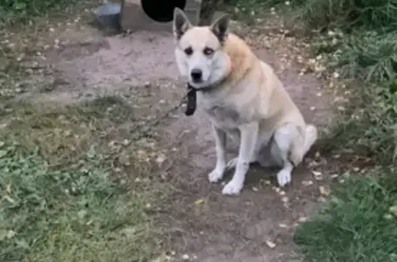 Собаки потеряшки, Николаевка, фото: Потеряшка собака, Нижегородская область
