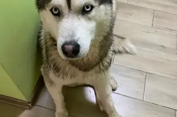 Собаки потеряшки, , фото: Потеряшка хаски на Курчатова, 18