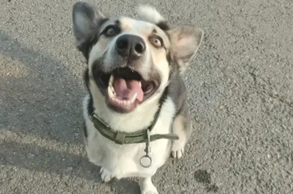 Найдена собака, , фото: Потерялась собака, Центральная 10, Клементьево