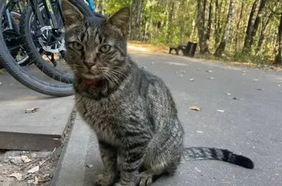 Кошка найдена в Филёвском парке, Москва