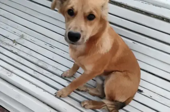 Собаки потеряшки, Нагорное, фото: Потеряшка собака, Нагорное, Центр. 27