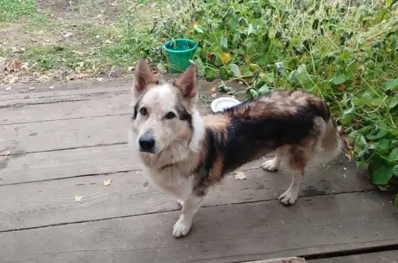 Найдена собака, Савватеевка, фото: Собака найдена: СНТ Керамик, Совхозная ул.
