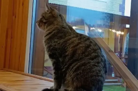 Кошки потеряшки, КП Солнечная поляна, фото: Потеряшка кот, ул. Фиалок, 20