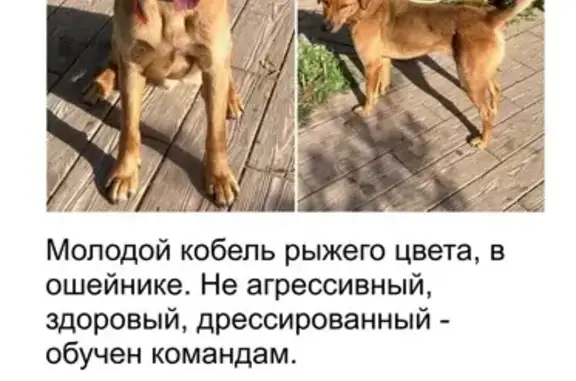 Найдена собака, , фото: Найдена собака на станции 323 км, ДЮСШ