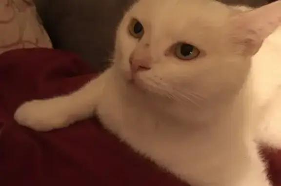 Найдена кошка, Приамурский, фото: Найдена кошка, Набережная ул, 3