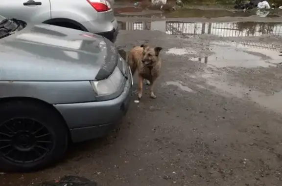 Собака у ж/д Фрязево, Вокзальная ул.