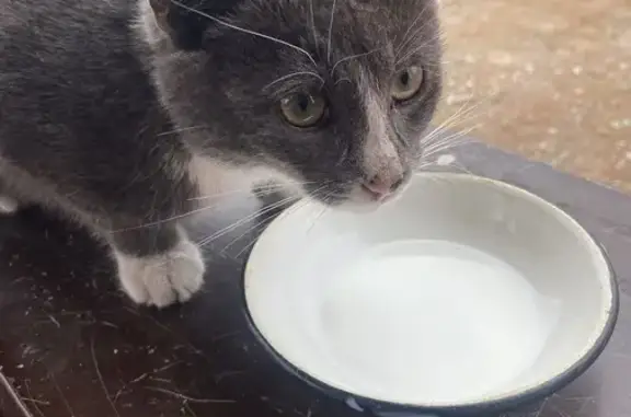 Кошка найдена, д. Толмачево, Курская обл.